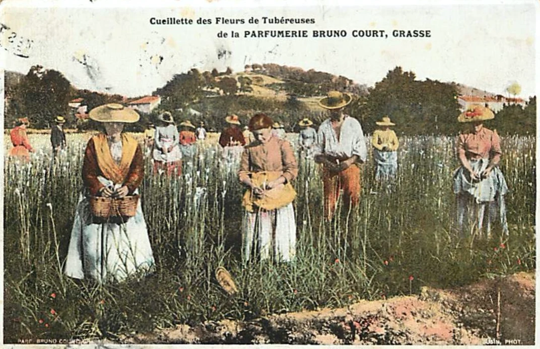 Historical postcard of tuberose harvesting